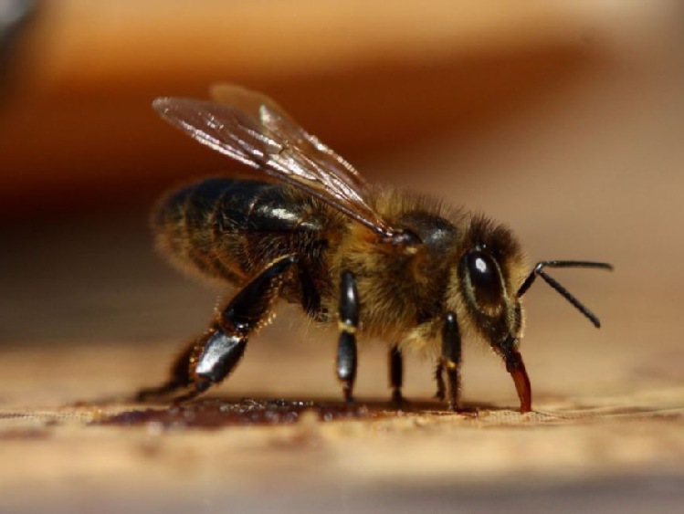 Komunikat w sprawie pszczół i ochrony rzepaku